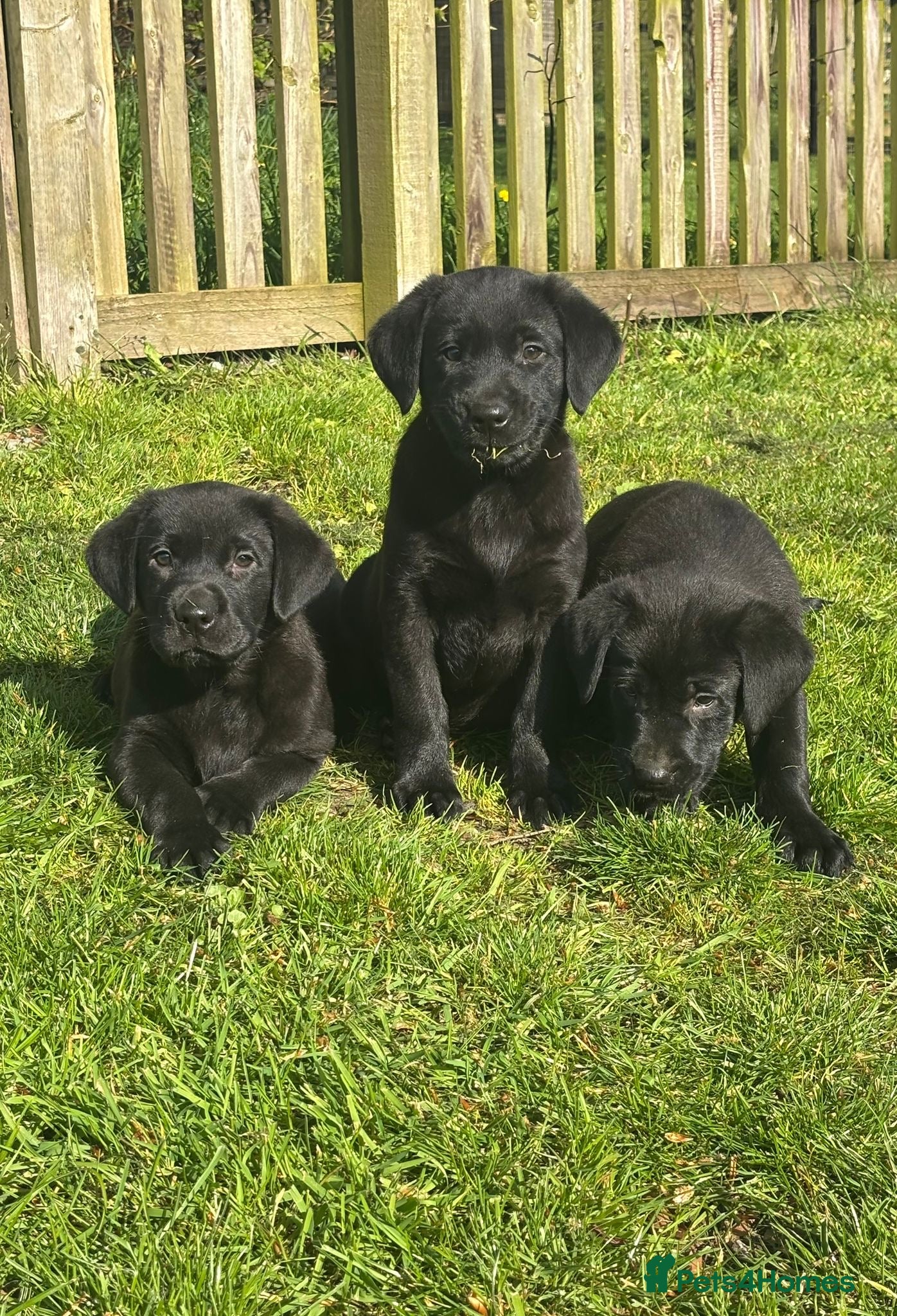 Labrador Retriever dogs Beautiful Labrador Puppies - Advert 2