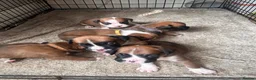 Boxer dogs for sale: Beautiful long and Bob tail kc reg puppies  - Advert 7
