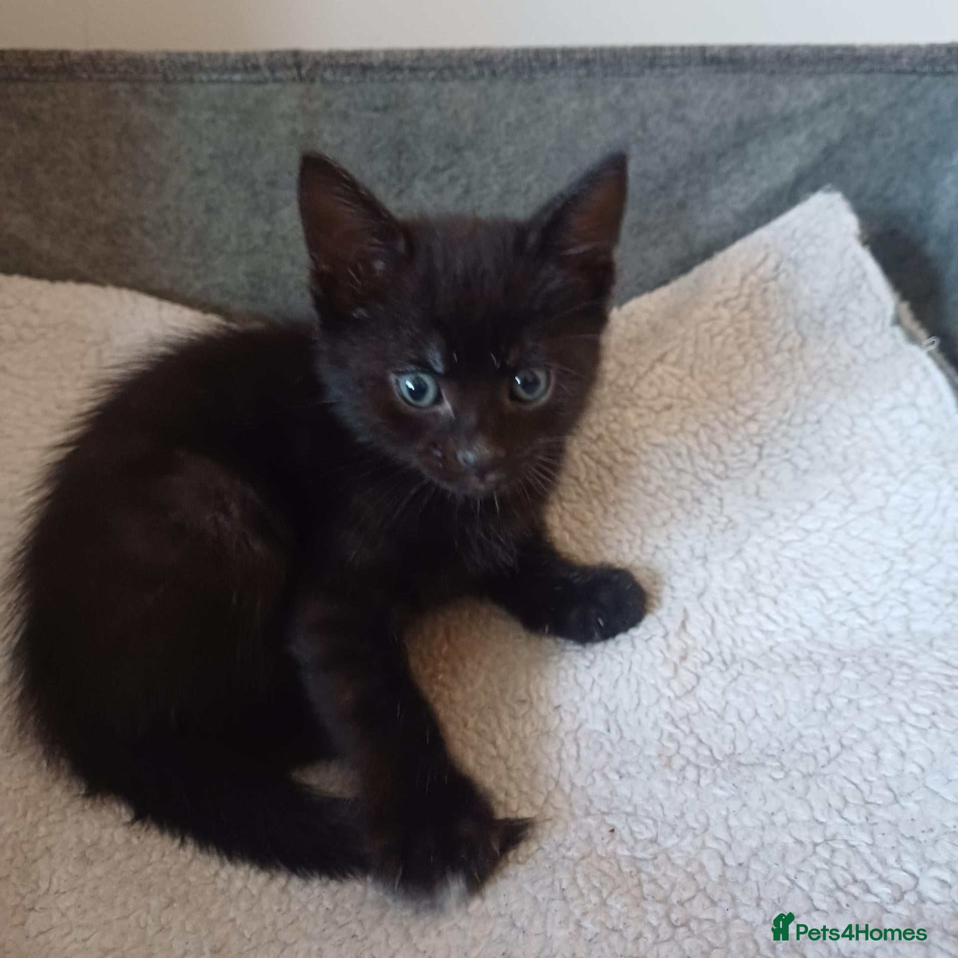Mixed Breed cats Last beautiful girl left😍😍😍 - Advert 6