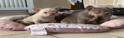 French Bulldog dogs for sale: TOP QUALITY FRENCH BULLDOG PUPPIES - Advert 34