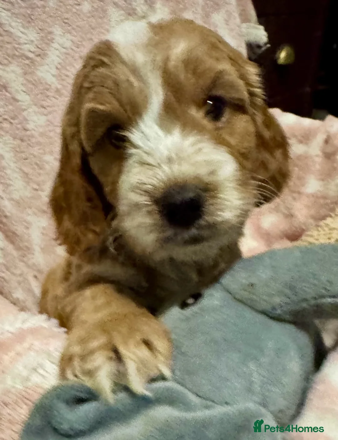 Cockapoo dogs for sale: F1 show type cockapoo puppies  - Advert 13