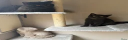 British Shorthair cats for sale: 2 Male GCCF Registered British Shorthair Kittens  - Advert 7