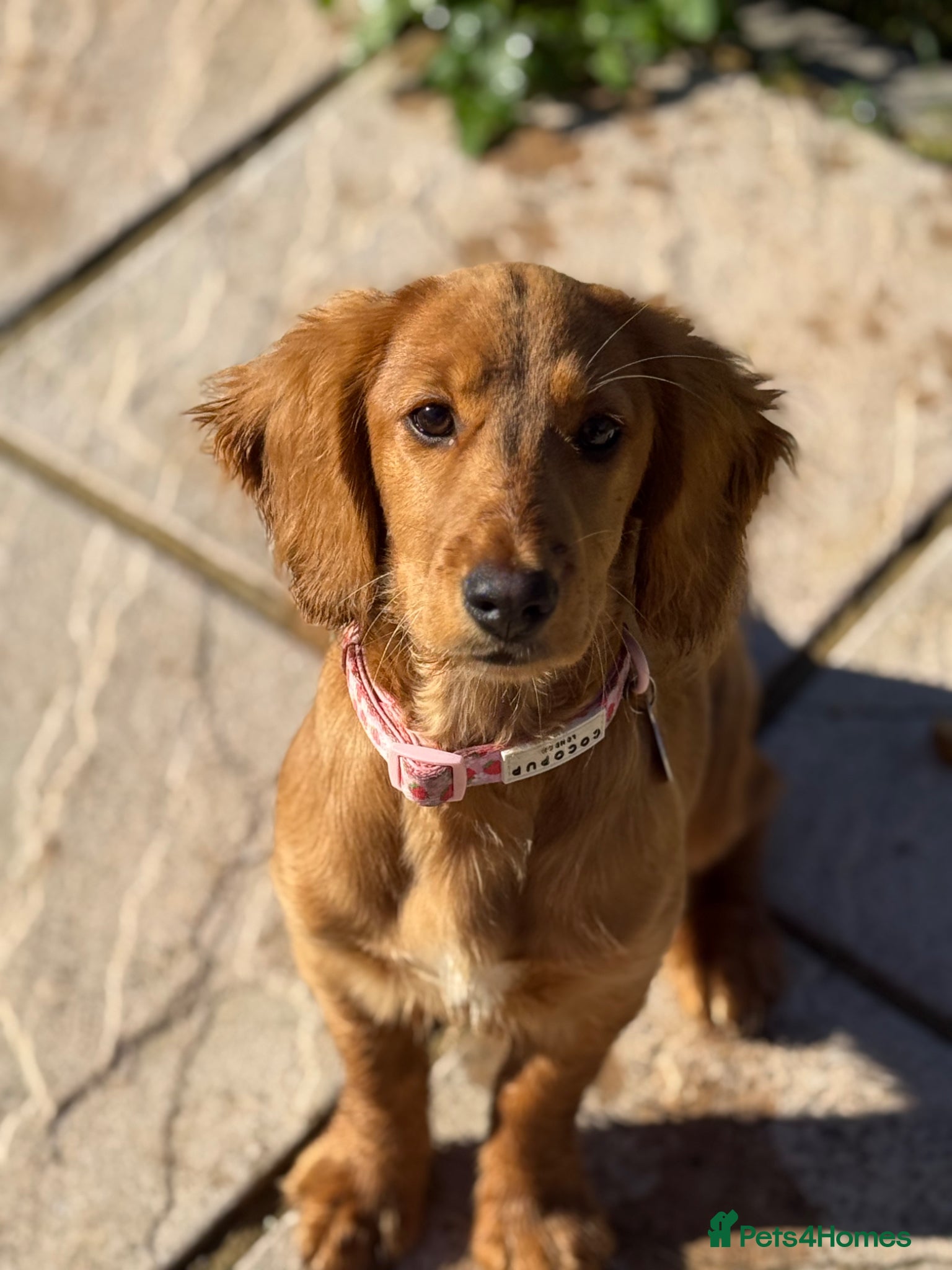 Dachshund dogs for sale: Dachshund female for sale  - Advert 1