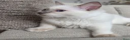 Ragdoll cats for sale: ✨ TORTIE ONE LEFT|CHAMPTION LINE|LITTER GCCF&TICA✨ - Advert 28
