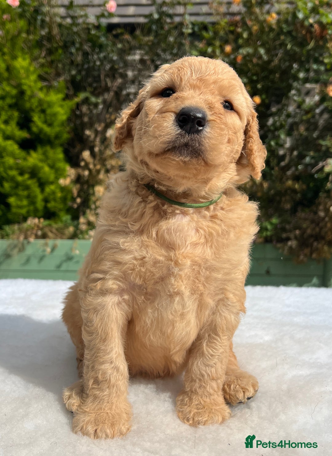 Labradoodle dogs for sale: F1 labradoodle  - Image 14