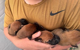 Rhodesian Ridgeback dogs for sale: 4 Gorgeous RR puppies !  - Image 2
