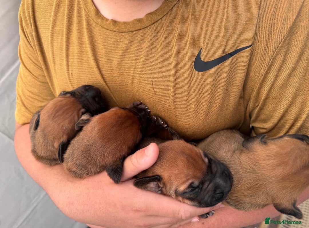 Rhodesian Ridgeback dogs for sale: 4 Gorgeous RR puppies !  - Image 2