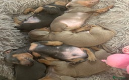 Miniature Dachshund dogs for sale:  Beautiful cute Miniatures dachshund  in Liverpool - Image 25