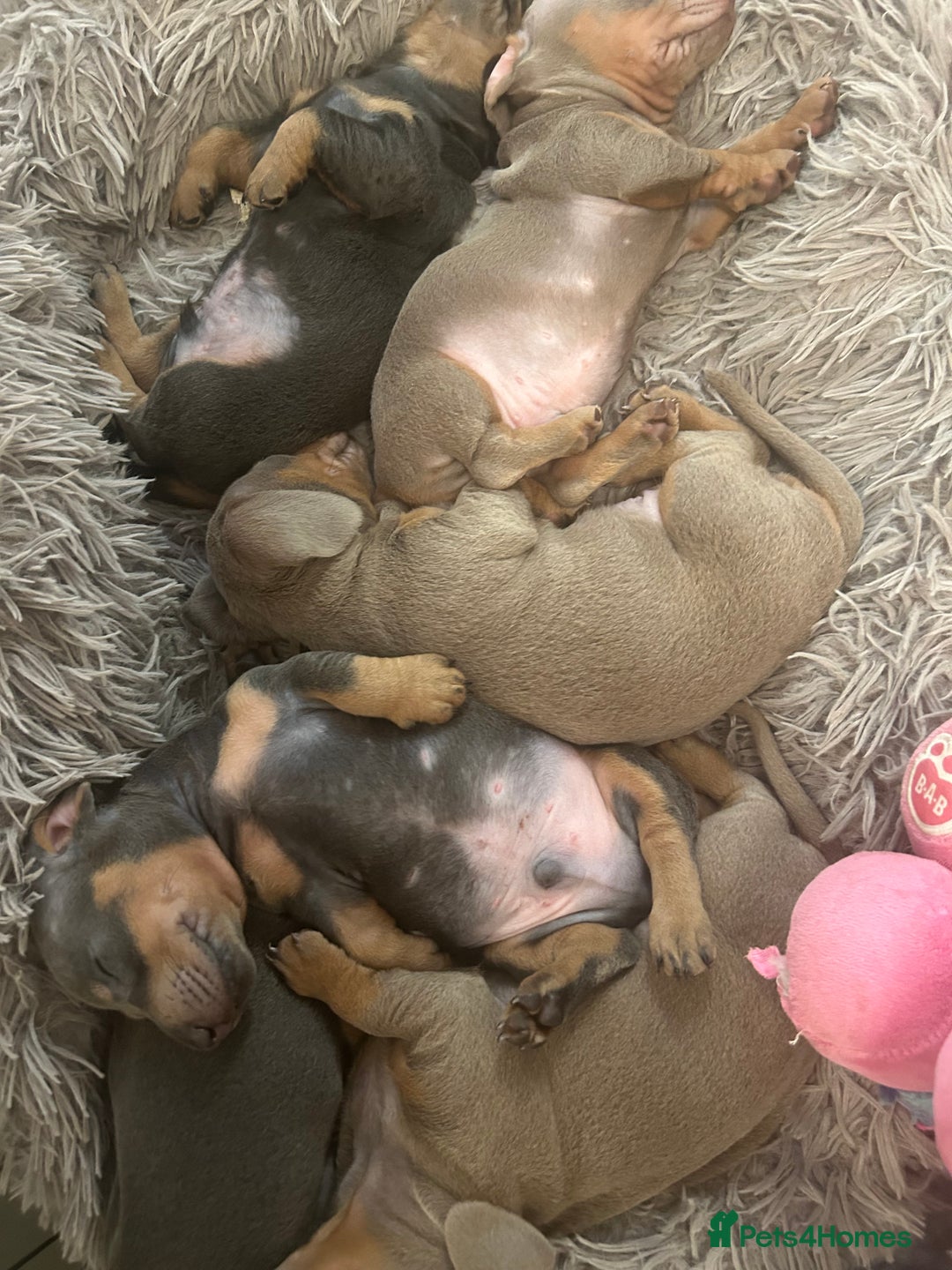 Miniature Dachshund dogs for sale:  Beautiful cute Miniatures dachshund  in Liverpool - Image 25