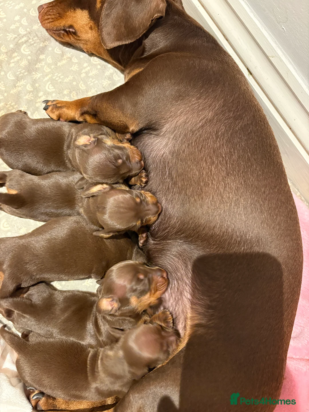 Miniature Dachshund dogs for sale:  Chocolate and tanned miniature dachshund puppies. - Advert 1