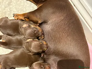 Miniature Dachshund dogs Beautiful chocolate and tanned dachshund puppies. - Advert 1