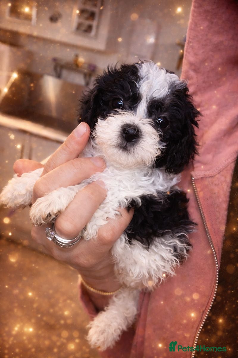 Shihpoo dogs WAITING LIST Toy shihpoo 2026 spring babies  - Advert 1