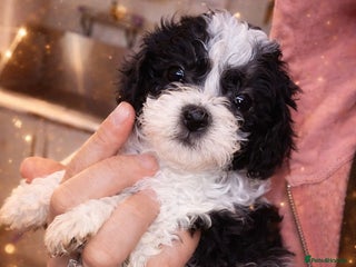 Shihpoo dogs WAITING LIST Toy shihpoo 2026 spring babies - Advert 1