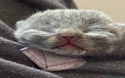 British Shorthair cats for sale: Beautiful BSH Boy for sale - Image 5