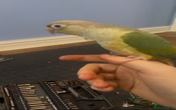 Conures birds for sale: Conure Parrot  - Image 2