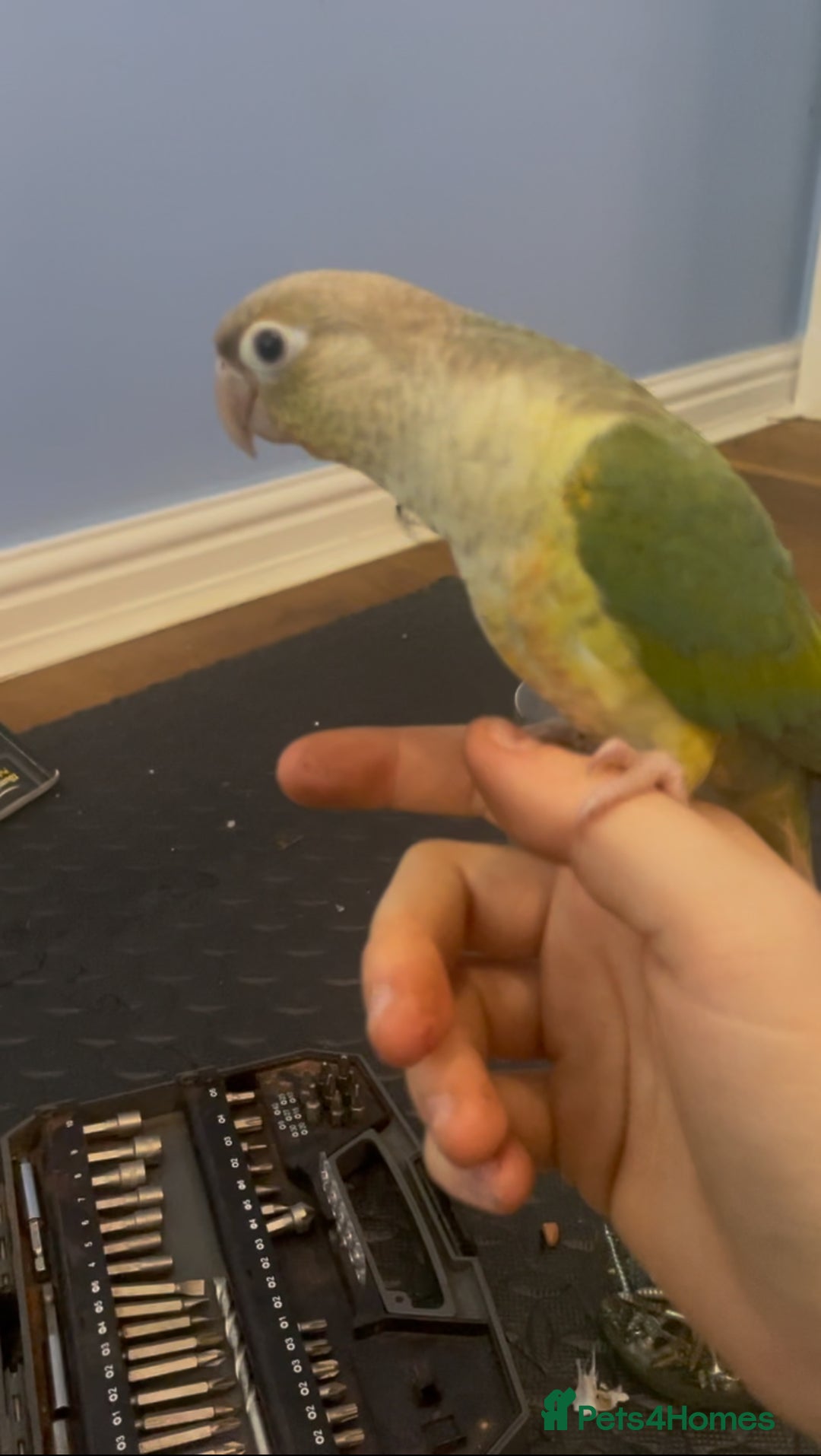 Conures birds for sale: Conure Parrot  - Image 2