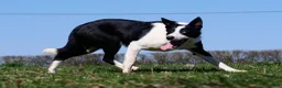 Border Collie dogs for sale: Border collies pups stop and have a look at these - Advert 9