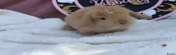 Mini Lop rabbits for sale: stunning pedigree mini lop baby - Advert 4