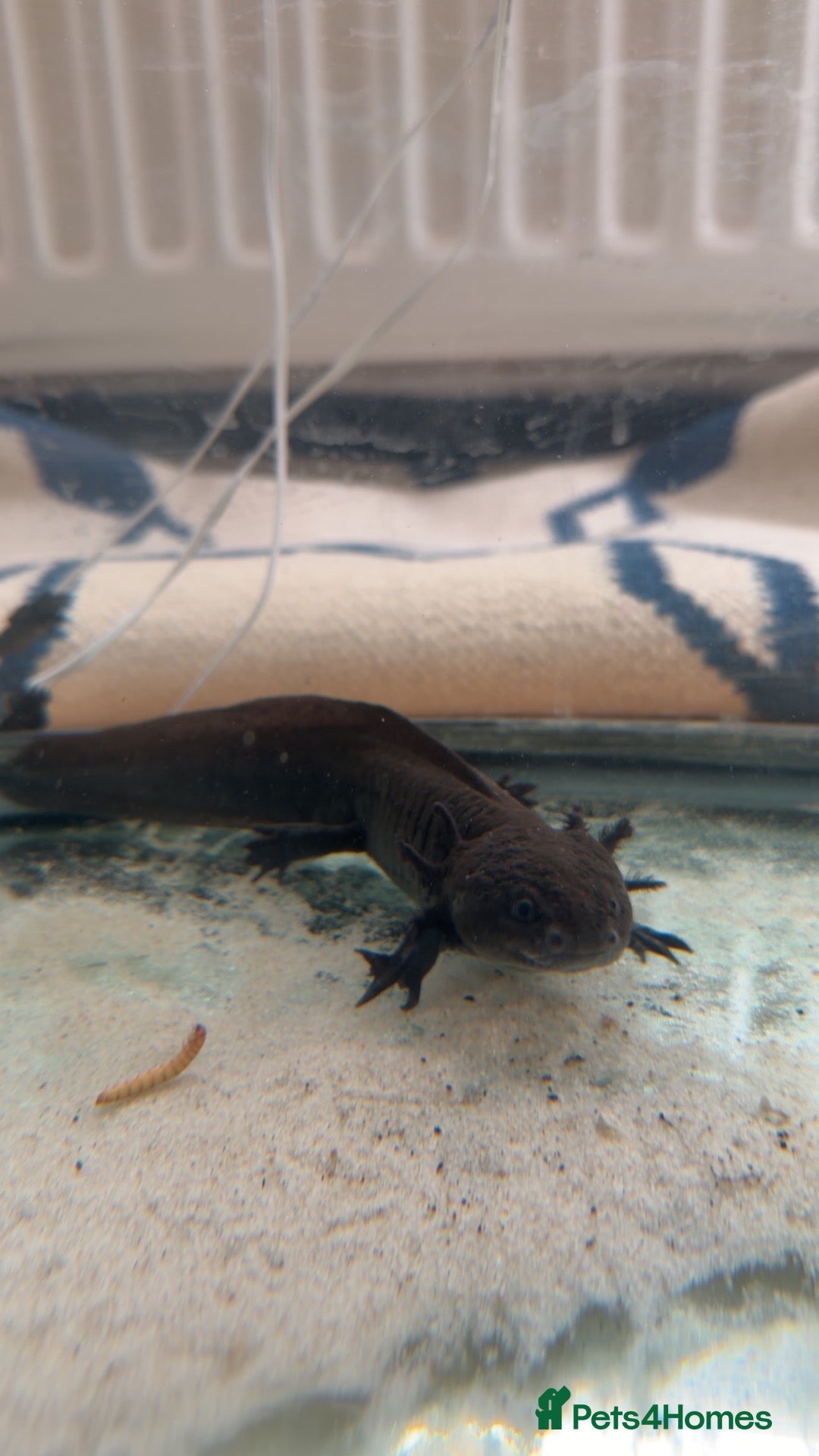 Other/Mixed Breed fish 2x male axolotls and tank, all decor/food etc - Advert 2