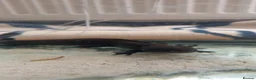 Other/Mixed Breed fish for sale: 2x male axolotls and tank, all decor/food etc in Bridgnorth - Advert 1