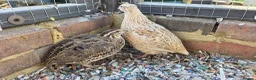 Quail poultry for sale: Quail chicks and hens and male in Twickenham - Advert 3
