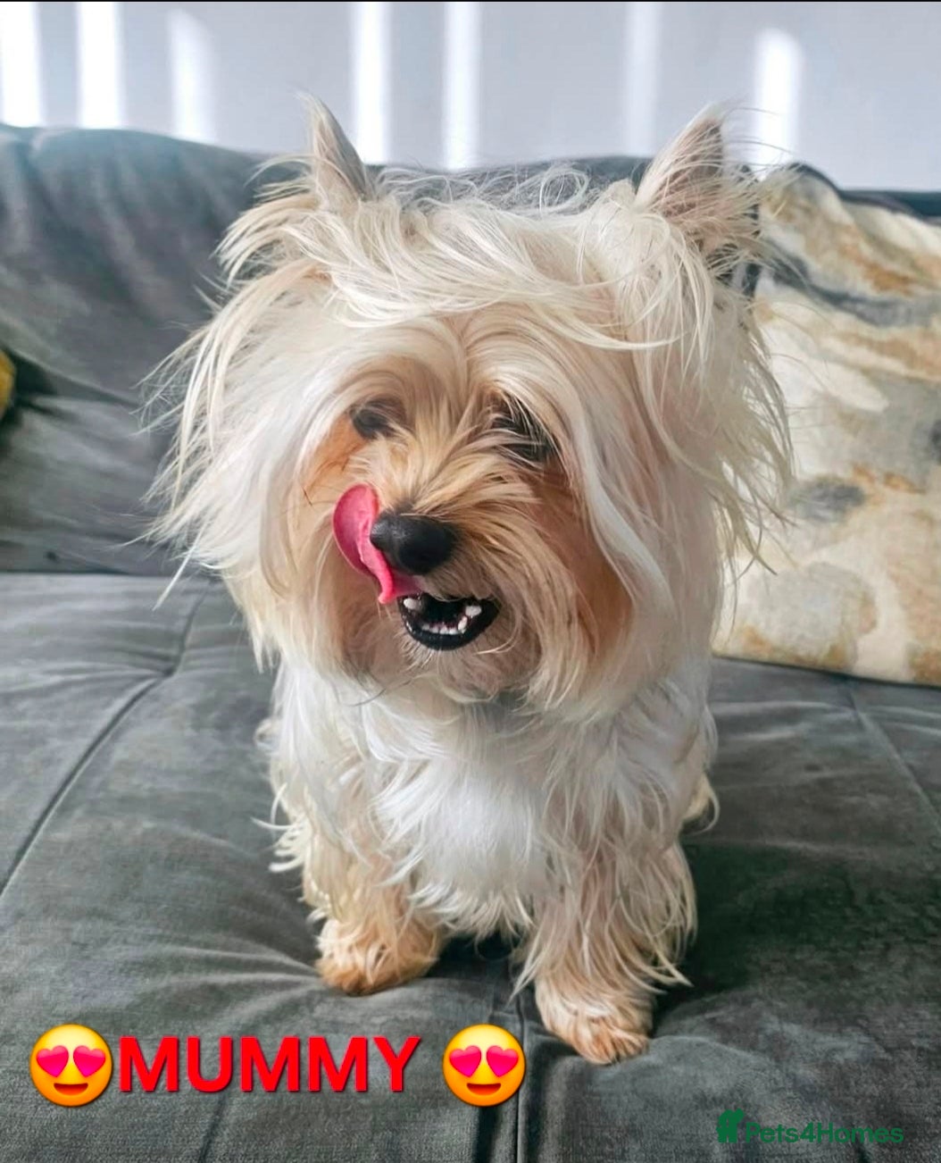 Yorkshire Terrier dogs 2 Girls and 1 boy left. Yorkshire Terrier puppies  - Advert 4