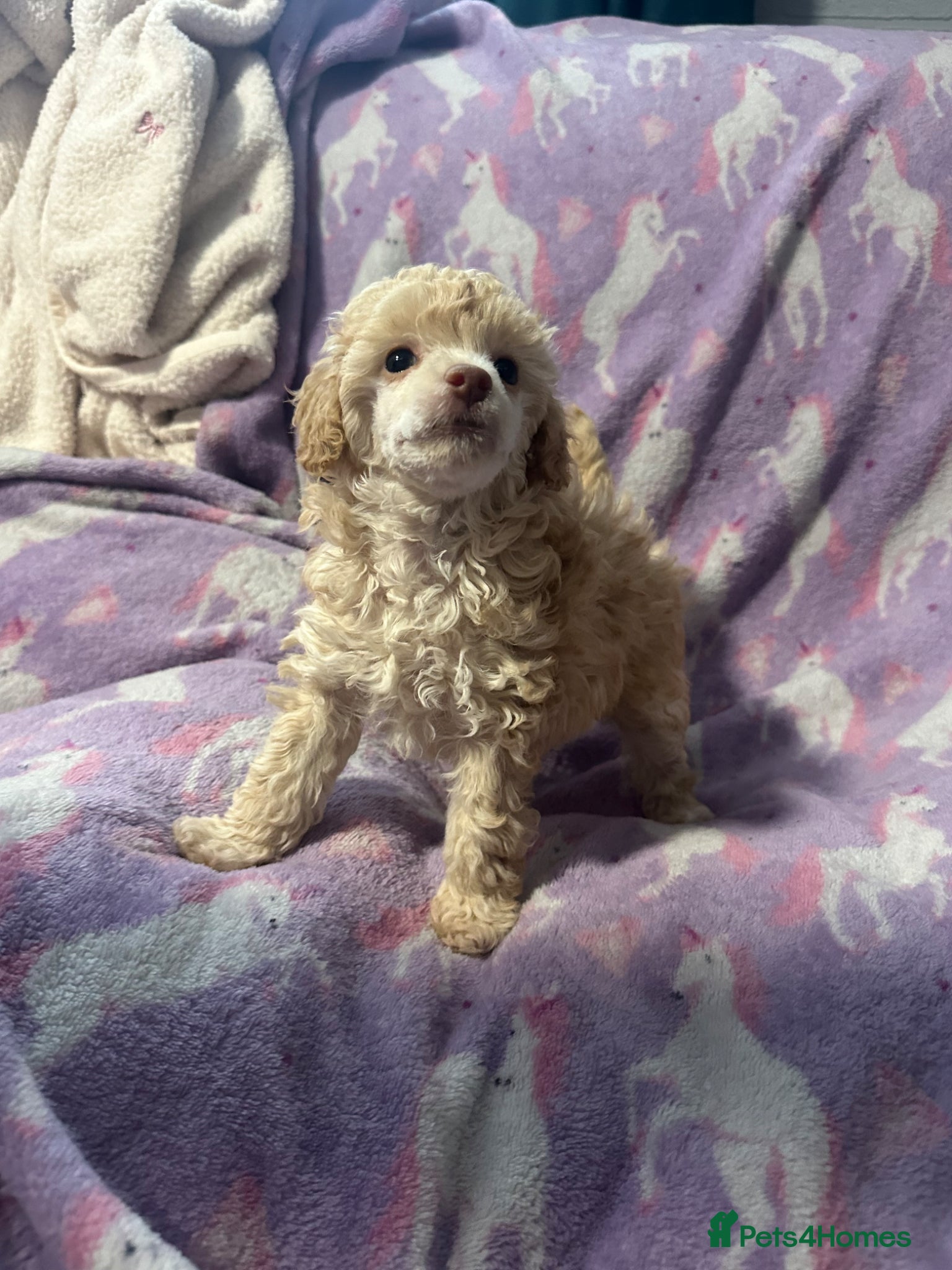 Toy Poodle dogs Toy Poodle puppy’s  - Advert 11