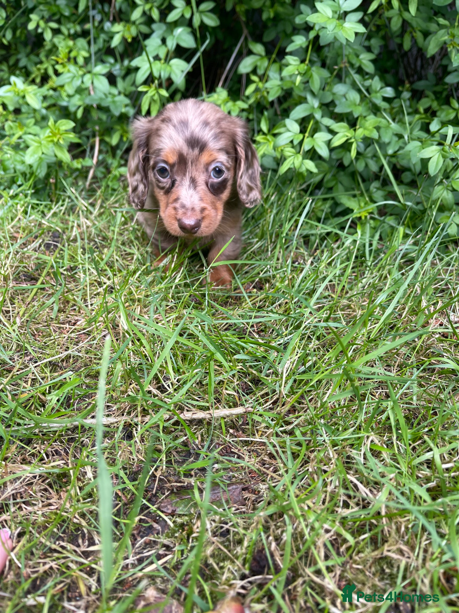Miniature Dachshund dogs Beautiful miniature L/C dachshunds available - Advert 14