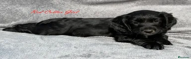 Red collar girl