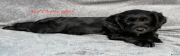 Cocker Spaniel dogs for sale: Gorgeous KC reg Cocker Spaniel pups (working type) - Advert 4