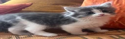 Persian cats for sale: Beautiful Persian Kittens Ready for Forever Homes - Advert 39