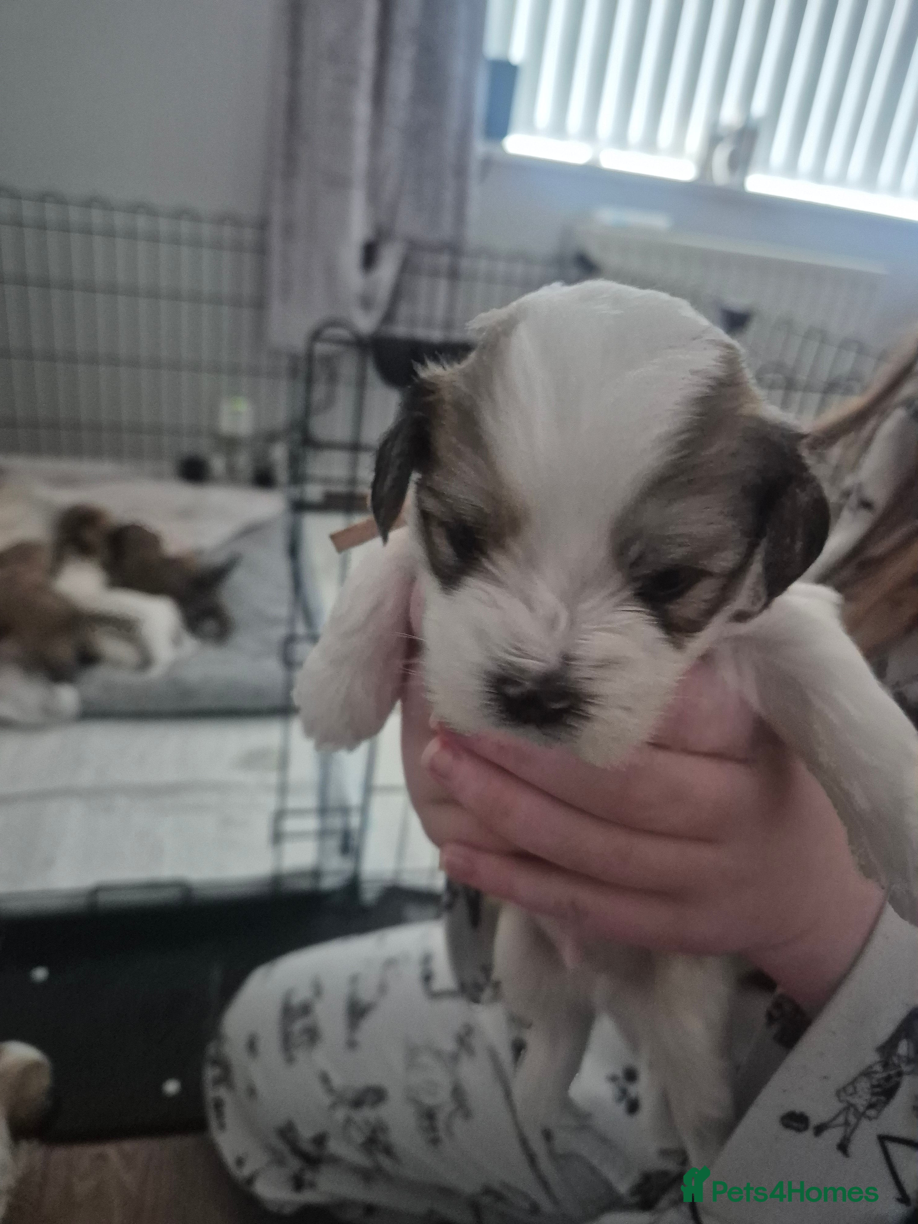 Mixed Breed dogs 3 beautiful Shorkie puppies  - Advert 2