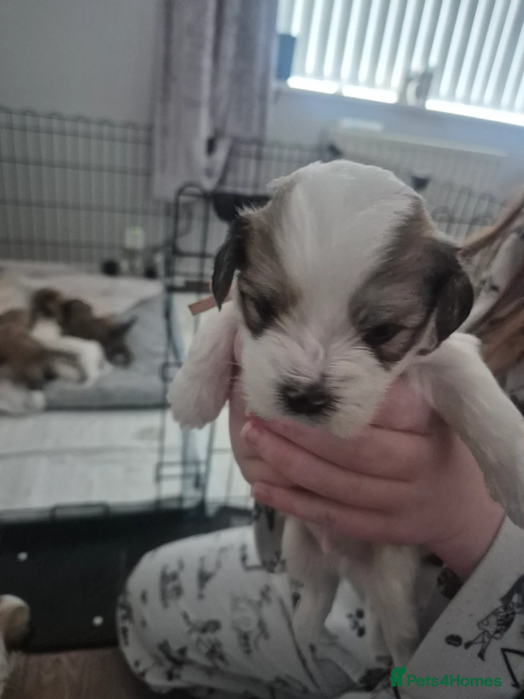 Mixed Breed dogs for sale: 3 beautiful Shorkie puppies  - Advert 2