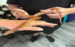 Corn Snake reptiles for sale: Beautiful male corn snake - Image 3