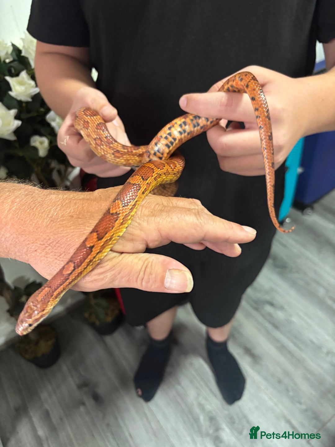 Corn Snake reptiles for sale: Beautiful male corn snake - Image 3