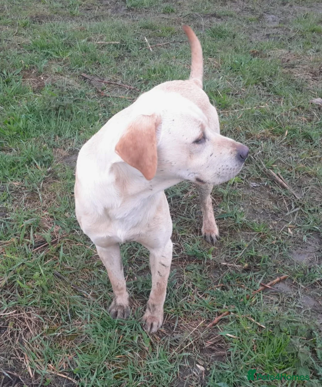 Labrador Retriever dogs for stud: Labrador retriever stud  in Hartlepool - Advert 2