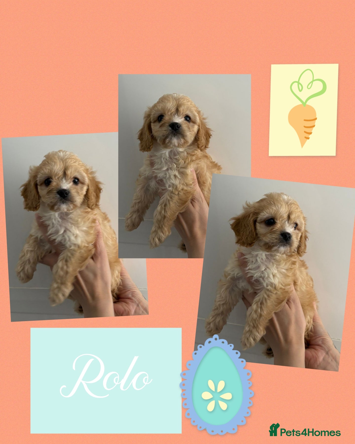Cavapoo dogs  Beautiful f1 cavapoos only 1 girl 1 boy available - Advert 1