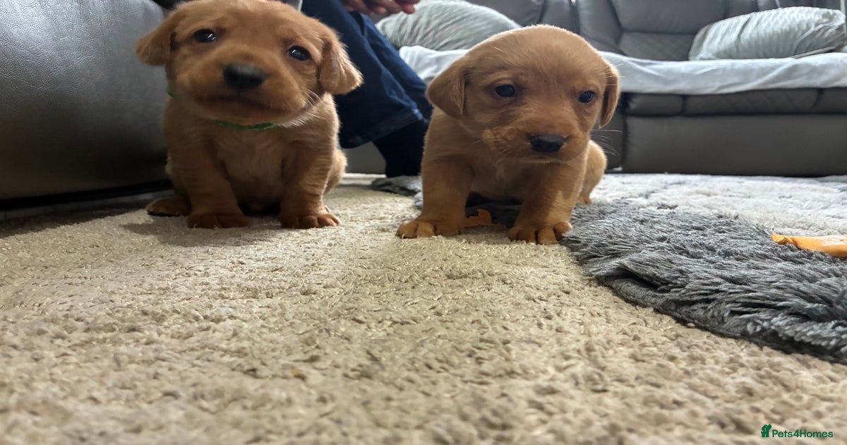 5 kc chunky fox red Labradors for sale in Ely | Pets4Homes