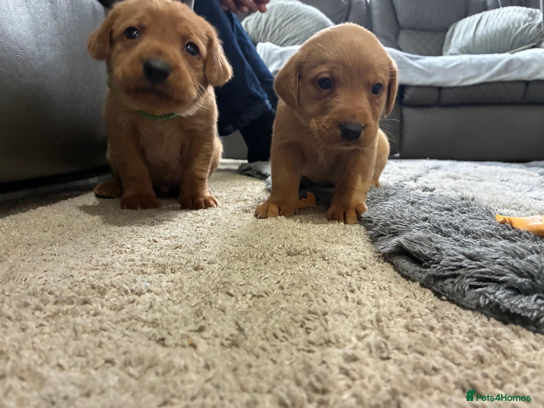 Labrador Retriever dogs for sale: 5 kc chunky fox red Labradors  - Advert 1