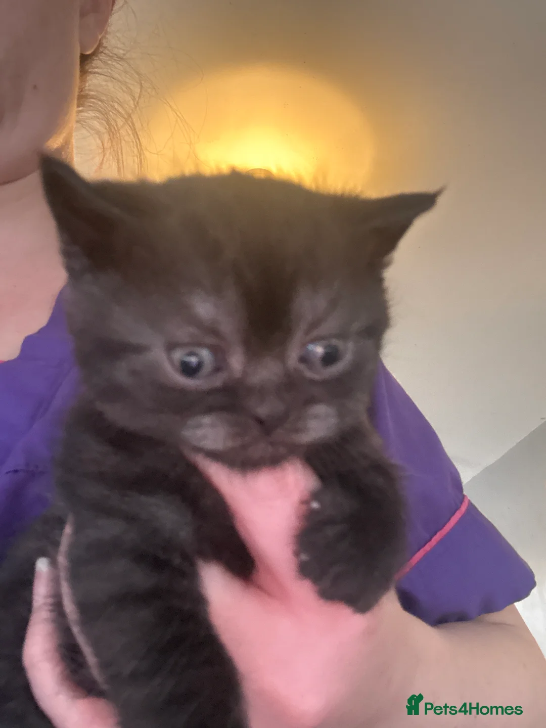 British Shorthair cats for sale: British shorthair kittens - Advert 10