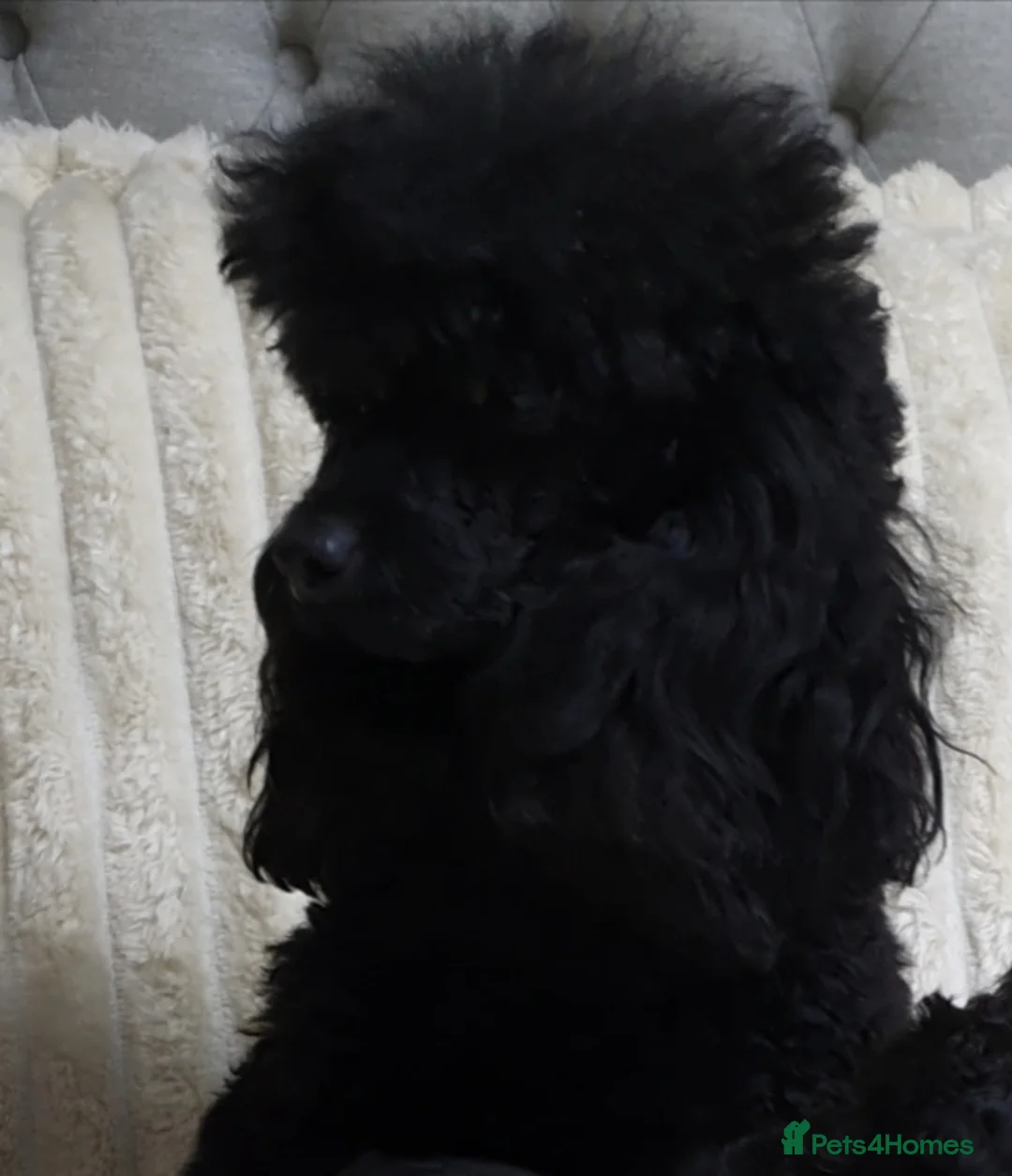 Toy Poodle dogs for sale: Tiny Toy Poodle puppies ready to leave 1st March - Advert 6