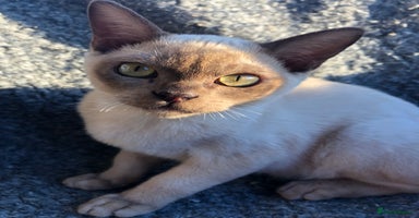 Burmese cats - Advert 5