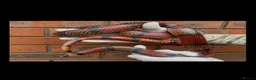 Milk Snake reptiles for sale: Fully grown Honduran milk snake  - Advert 1