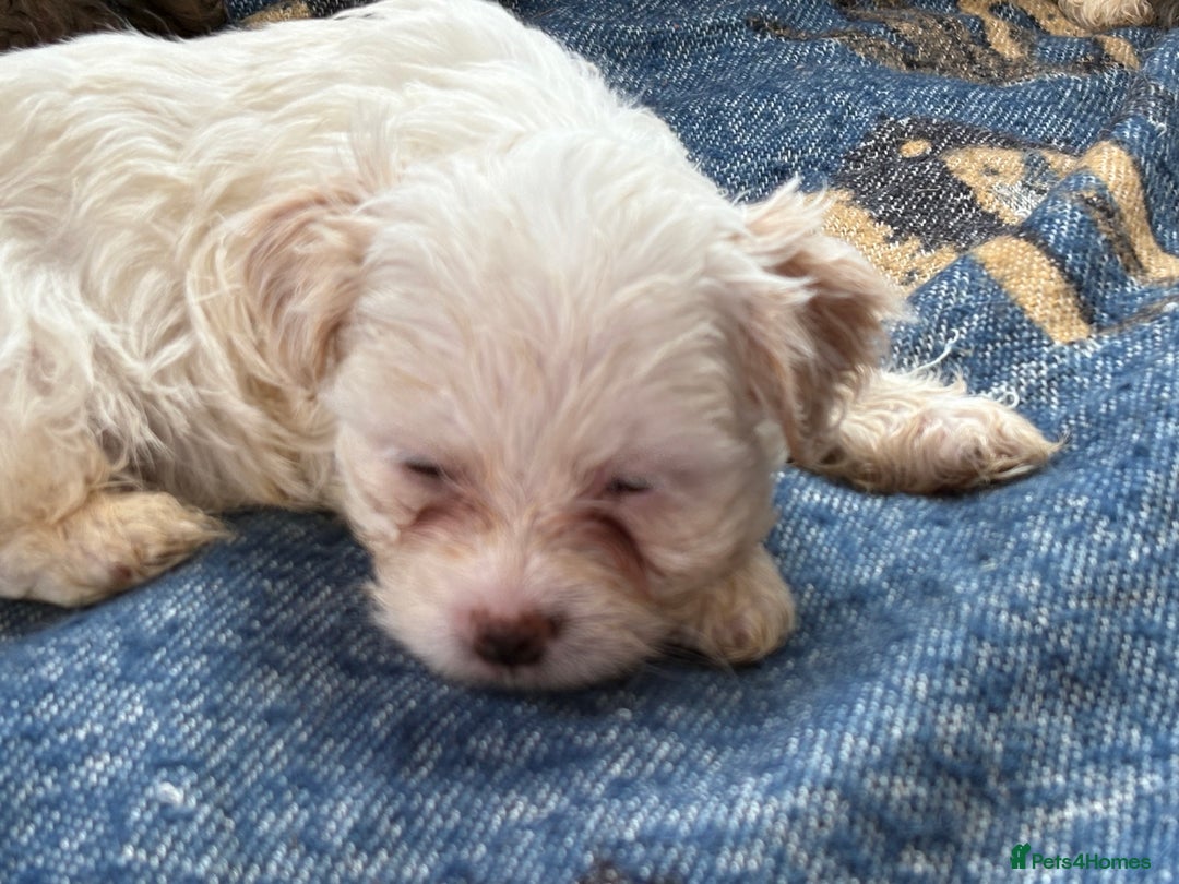 Mixed Breed dogs for sale: Hypoallergenic teddy puppies  in Lincoln - Image 3