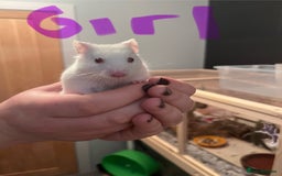 Hamster rodents for sale: baby hamsters  in Bungay - Image 1