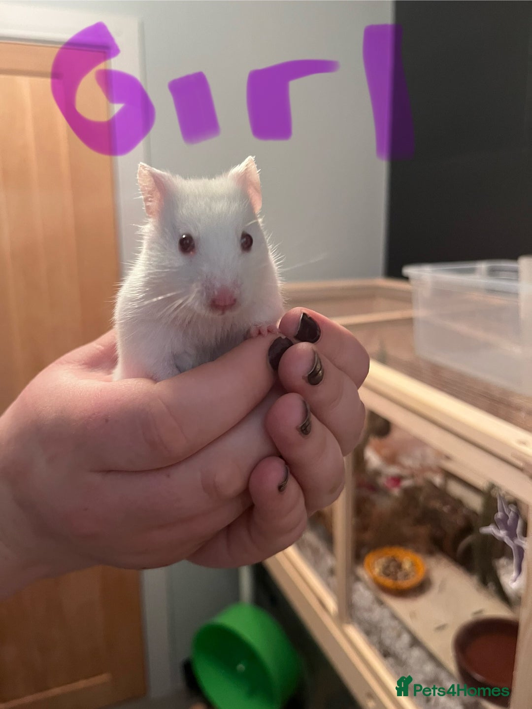 Hamster rodents for sale: baby hamsters  in Bungay - Image 1