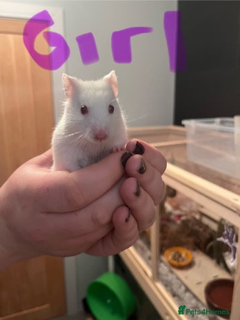 Hamster rodents in Bungay - Advert 10