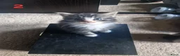 Mixed Breed cats for sale: 2 beautiful fluffy bengal cross kittens - Advert 5