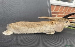 French Lop rabbits for sale: Baby lops in Hexham - Image 17