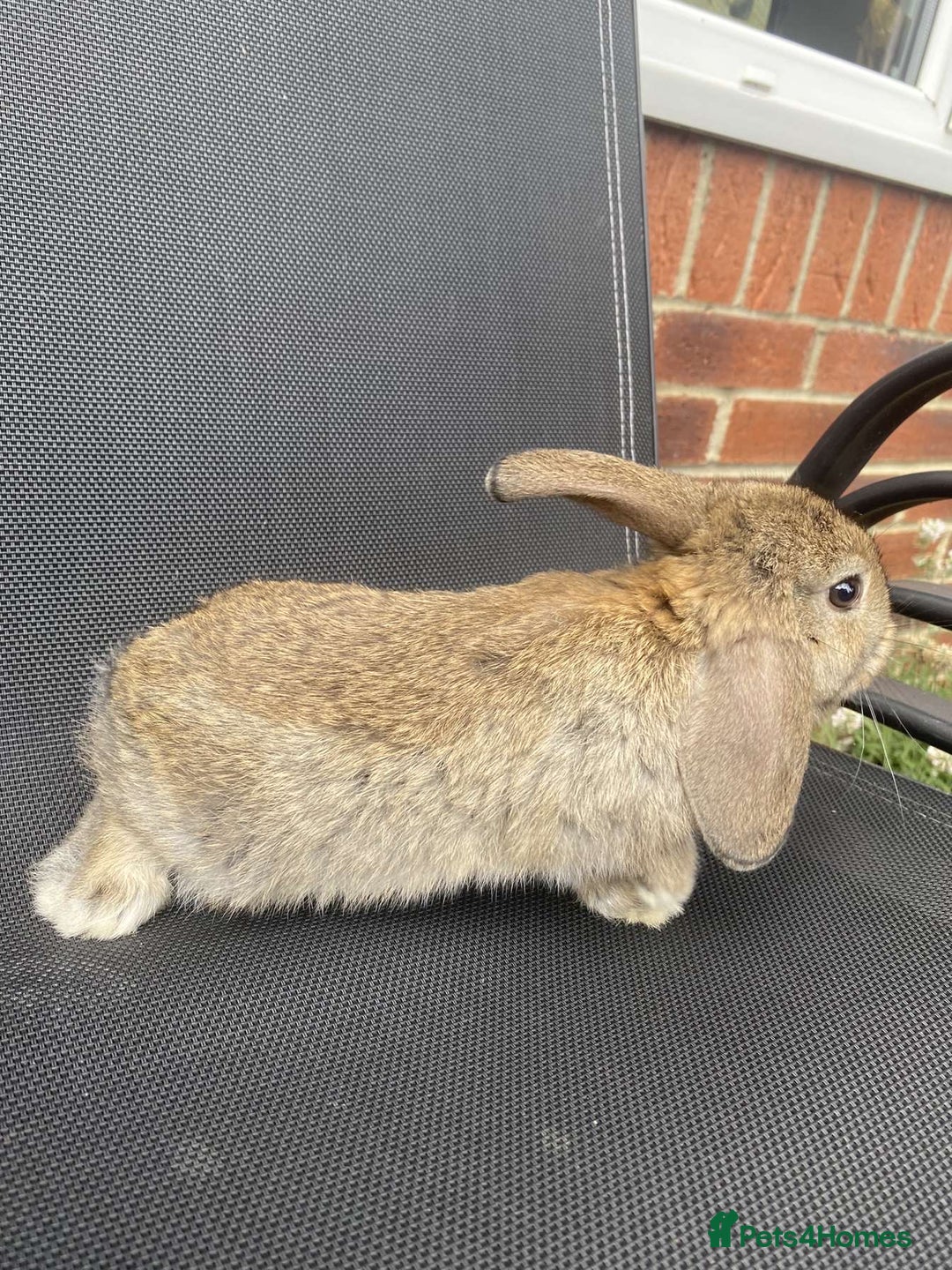 French Lop rabbits for sale: Baby lops in Hexham - Image 17